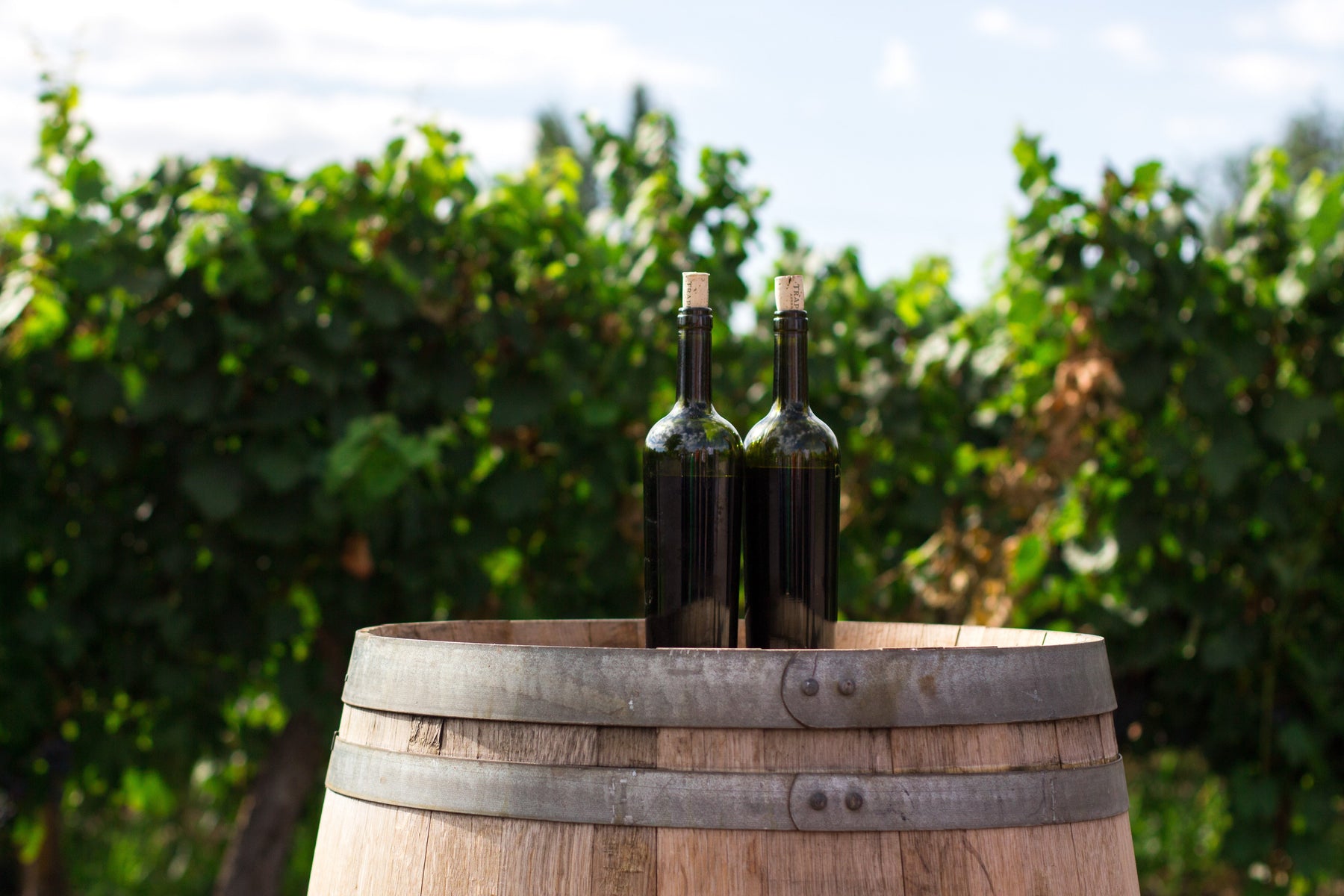 Kosher Wines 101: Understanding Varieties, Vineyards, and Vintages - All Kosher Wines
